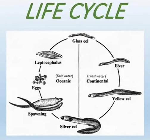 life cycle of eel