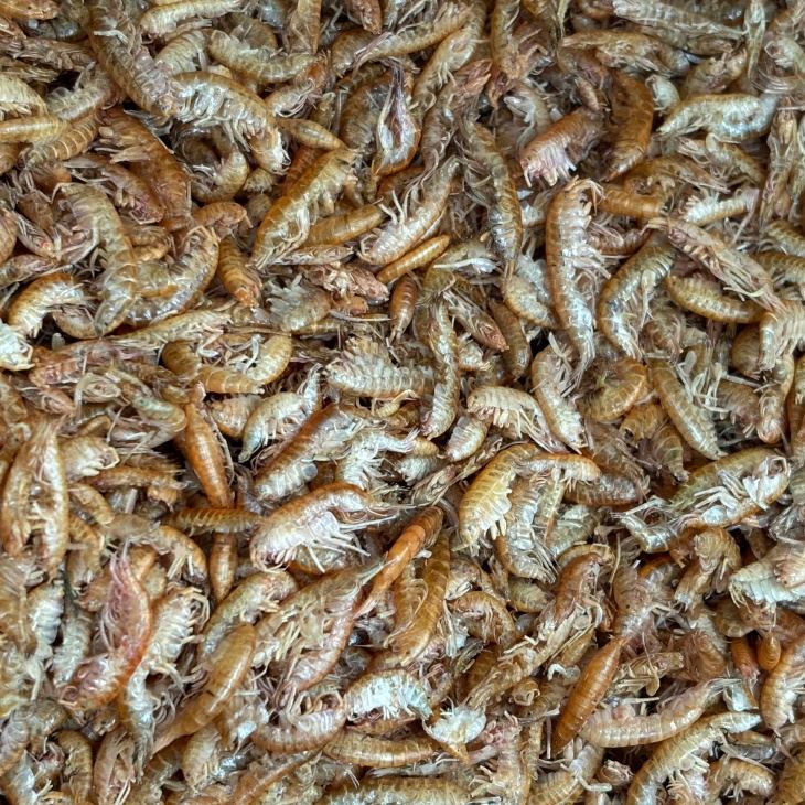Cibo gammarus secchi liofilizzati di alta qualità per pesce