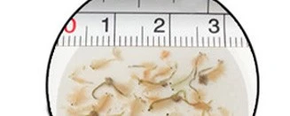 scale of brine shrimp scale of brine shrimp